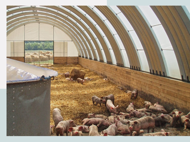 Строительство свинарников в Полысаеве