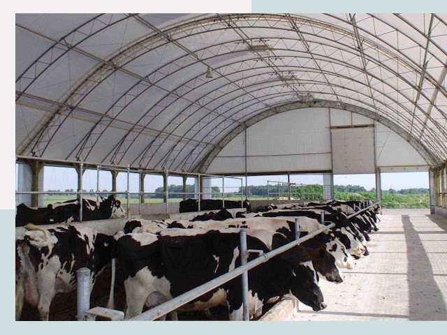 Тентовые коровники в Полысаеве